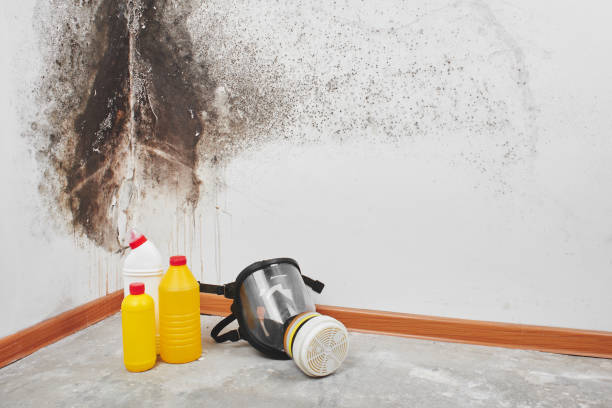 Best Post-Flood Mold Remediation in Northfield, OH